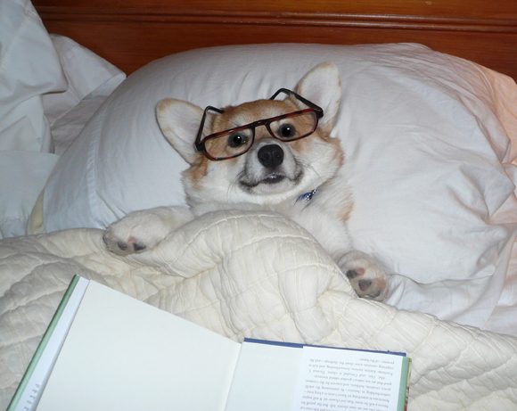 http://www.wtfeck.com/wp-content/uploads/2011/11/dog-reading-in-bed.jpg