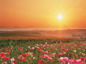 flowers, field, wild, country, country living, life 